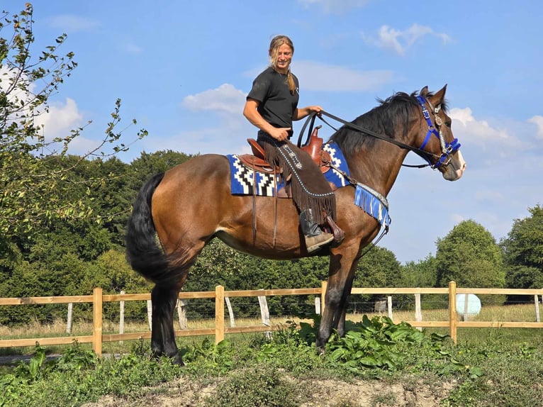 Andere Rassen Merrie 8 Jaar 158 cm Bruin in Linkenbach