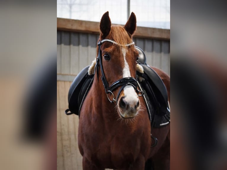 Andere Rassen Merrie 8 Jaar 158 cm Vos in Nettersheim