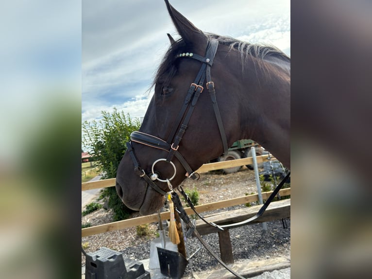 Andere Rassen Merrie 8 Jaar 160 cm Zwart in Heinsberg