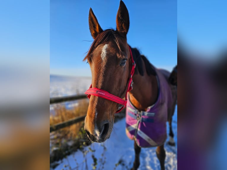 Andere Rassen Mix Merrie 8 Jaar 162 cm Bruin in Leipzig