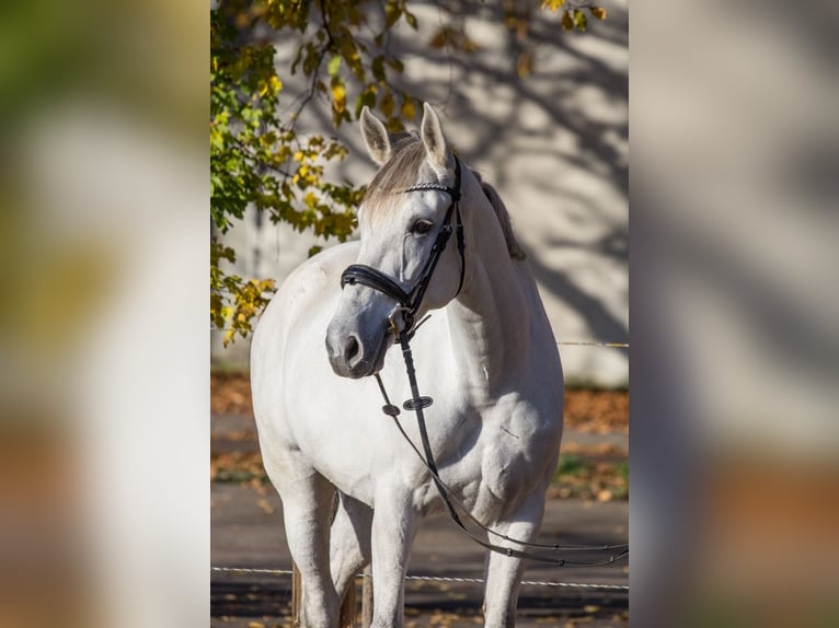 Andere Rassen Merrie 8 Jaar 164 cm Schimmel in Schwäbisch Gmünd