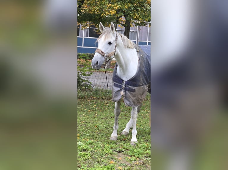 Andere Rassen Merrie 8 Jaar 164 cm Schimmel in Schwäbisch Gmünd