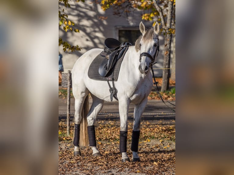 Andere Rassen Merrie 8 Jaar 164 cm Schimmel in Schwäbisch Gmünd