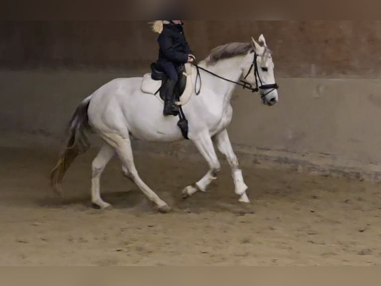 Andere Rassen Merrie 8 Jaar 164 cm Schimmel in Schwäbisch Gmünd