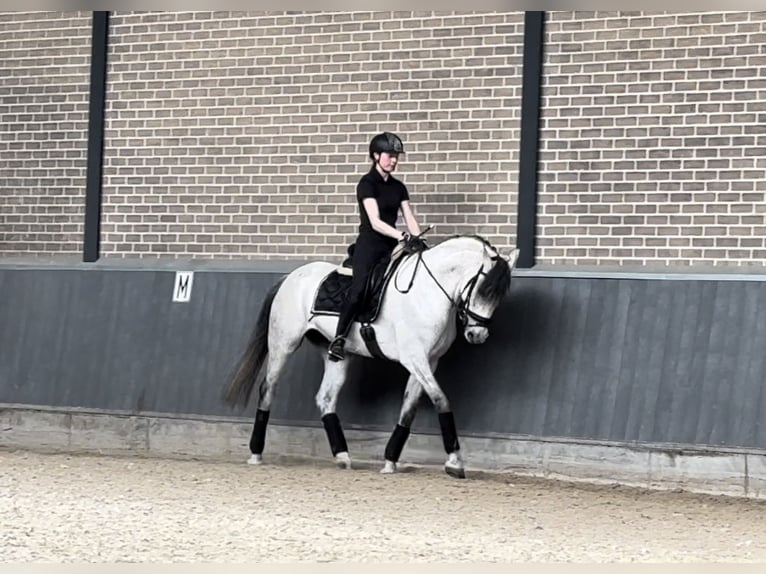 Andere Rassen Merrie 8 Jaar 164 cm Vliegenschimmel in Ammerzoden