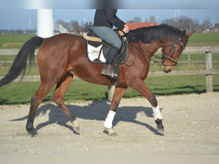 Andere Rassen Merrie 8 Jaar 165 cm Bruin in Breda