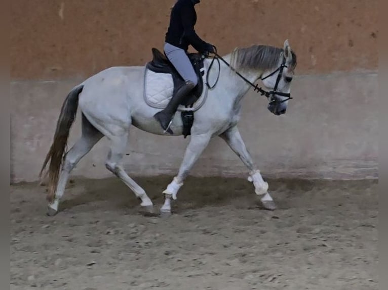 Andere Rassen Merrie 8 Jaar 165 cm Schimmel in Schwäbisch Gmünd