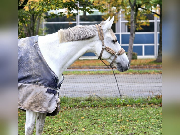 Andere Rassen Merrie 8 Jaar 165 cm Schimmel in Schwäbisch Gmünd