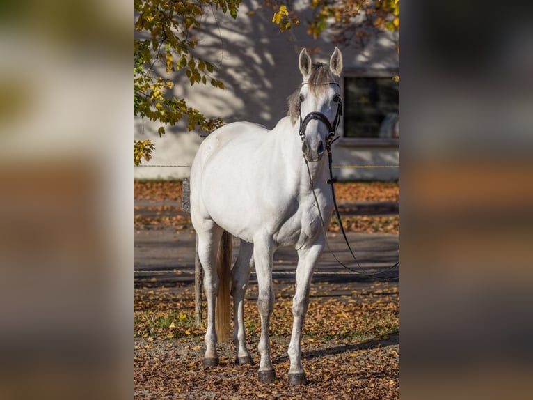 Andere Rassen Merrie 8 Jaar 165 cm Schimmel in Schwäbisch Gmünd