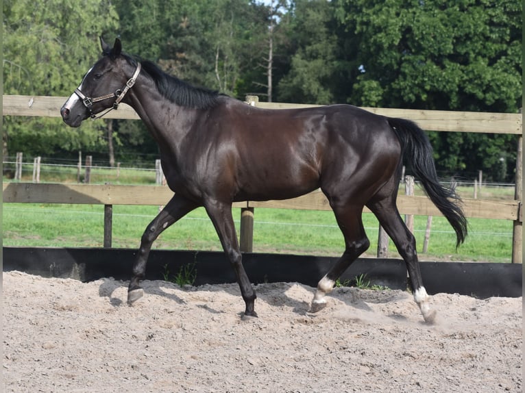 Andere Rassen Merrie 8 Jaar 165 cm Zwart in Achtmaal