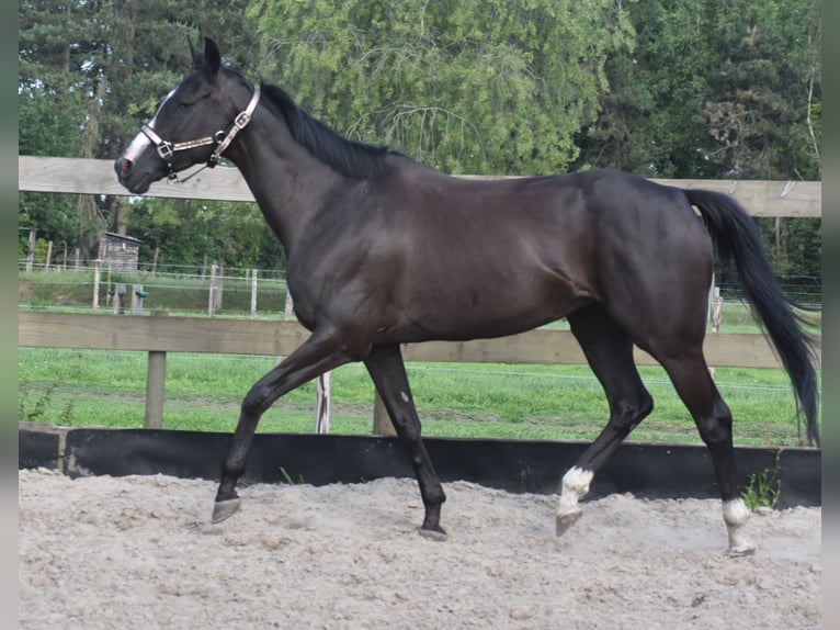 Andere Rassen Merrie 8 Jaar 165 cm Zwart in Achtmaal