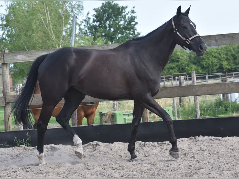 Andere Rassen Merrie 8 Jaar 165 cm Zwart in Achtmaal