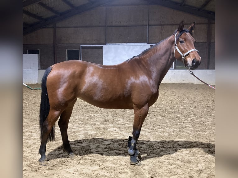 Andere Rassen Merrie 8 Jaar 166 cm Roodbruin in Dedemsvaart