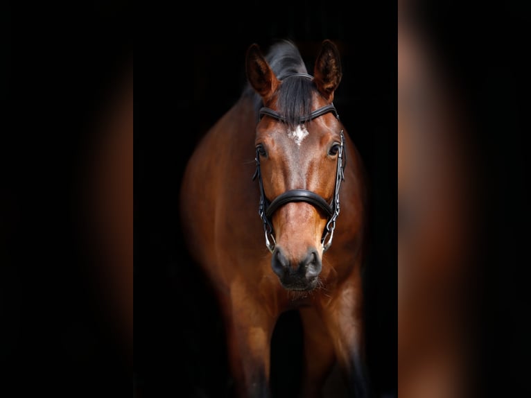 Andere Rassen Merrie 8 Jaar 168 cm Bruin in Visbek