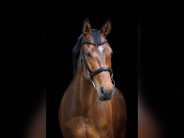 Andere Rassen Merrie 8 Jaar 168 cm Bruin in Visbek