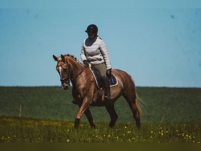 Andere Rassen Merrie 8 Jaar 168 cm Palomino in Nettersheim