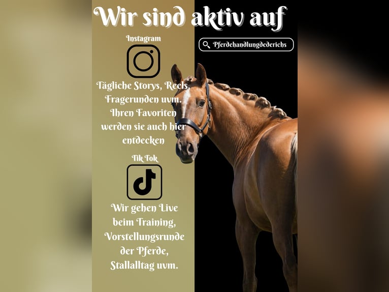 Andere Rassen Merrie 8 Jaar 168 cm Palomino in Nettersheim