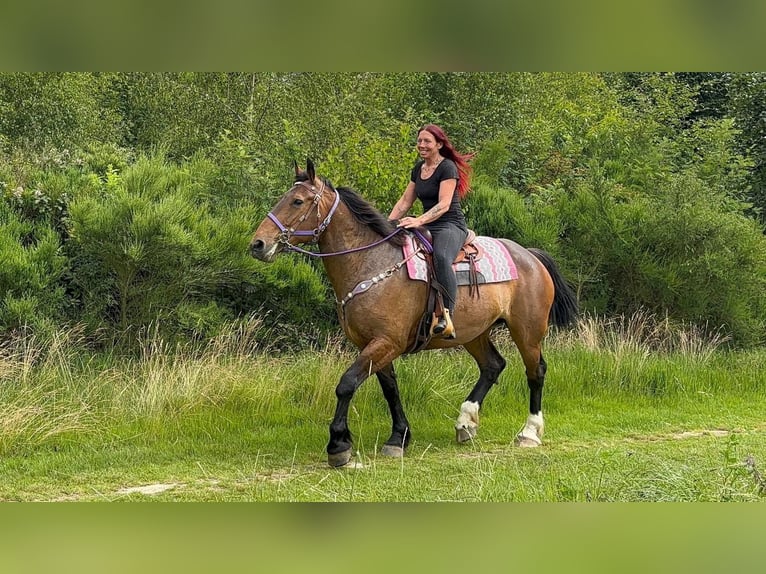Andere Rassen Merrie 8 Jaar 173 cm Bruin in Linkenbach