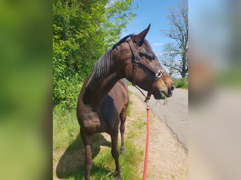 Andere Rassen Merrie 8 Jaar Donkerbruin in Aze