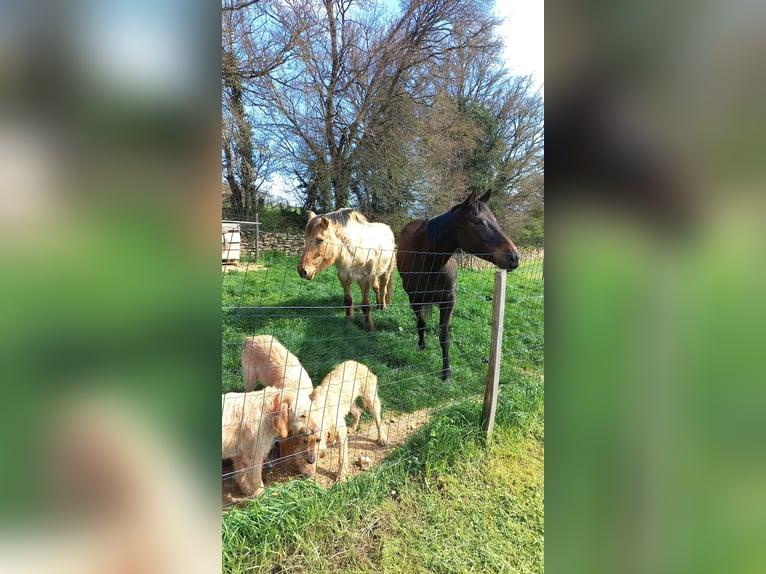 Andere Rassen Merrie 8 Jaar Donkerbruin in Aze