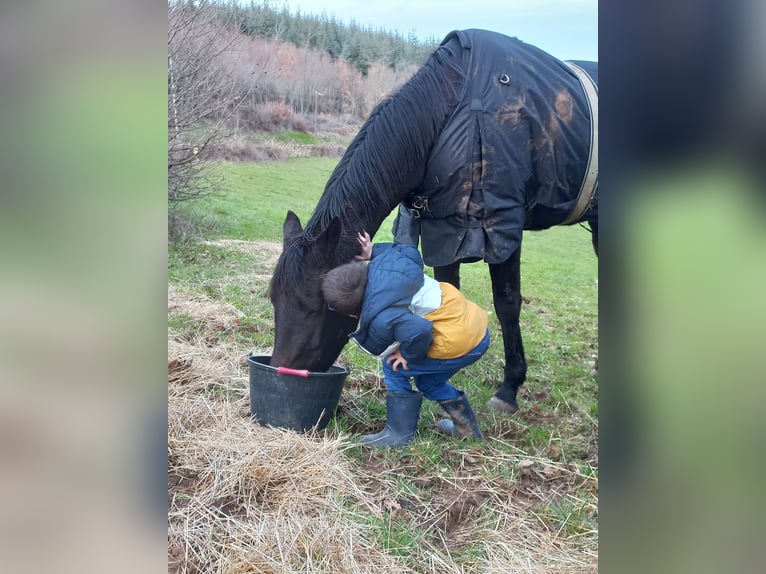 Andere Rassen Merrie 8 Jaar Donkerbruin in Aze