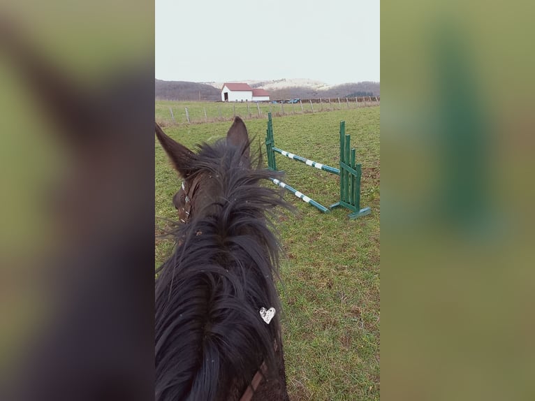 Andere Rassen Merrie 8 Jaar Donkerbruin in Aze