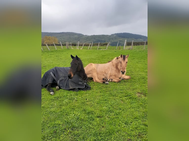 Andere Rassen Merrie 8 Jaar Donkerbruin in Aze