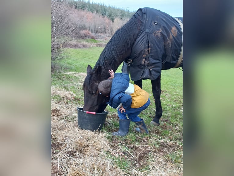 Andere Rassen Merrie 8 Jaar Donkerbruin in Aze