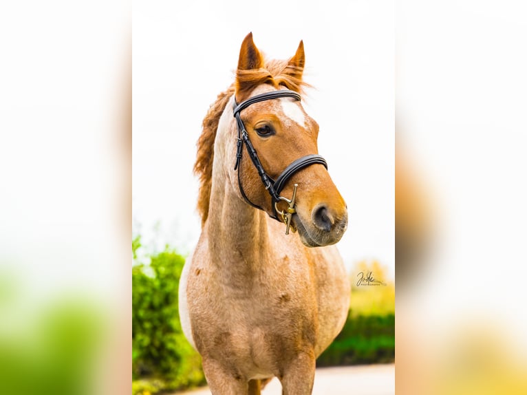 Andere Rassen Mix Merrie 9 Jaar 140 cm Roan-Red in Breskens