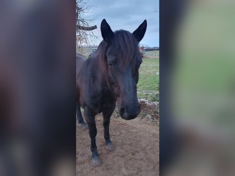 Andere Rassen Mix Merrie 9 Jaar 143 cm Zwart in Bad Harzburg