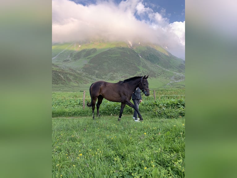 Andere Rassen Merrie 9 Jaar 144 cm Donkerbruin in R&#xFC;thi