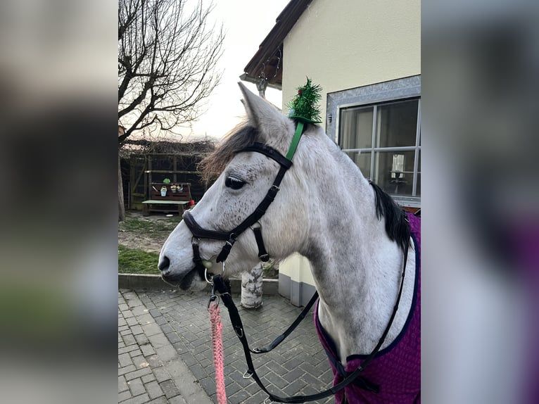 Andere Rassen Merrie 9 Jaar 148 cm Schimmel in Gieboldehausen