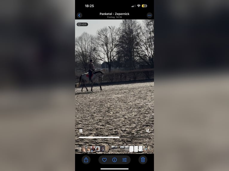 Andere Rassen Merrie 9 Jaar 155 cm Appelschimmel in Zepernick