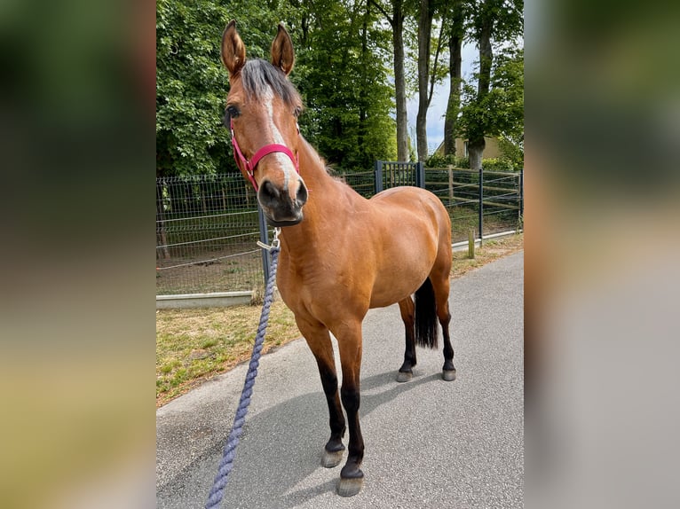 Andere Rassen Merrie 9 Jaar 155 cm Bruin in Dieppe