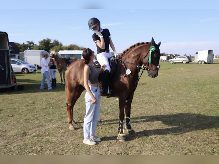 Andere Rassen Merrie 9 Jaar 155 cm Donkere-vos in Langenberg