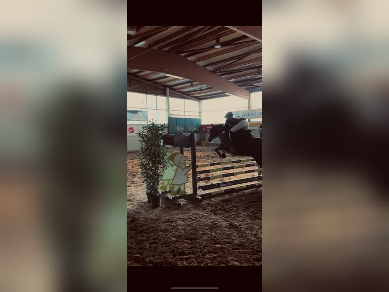 Andere Rassen Merrie 9 Jaar 155 cm Donkere-vos in Langenberg