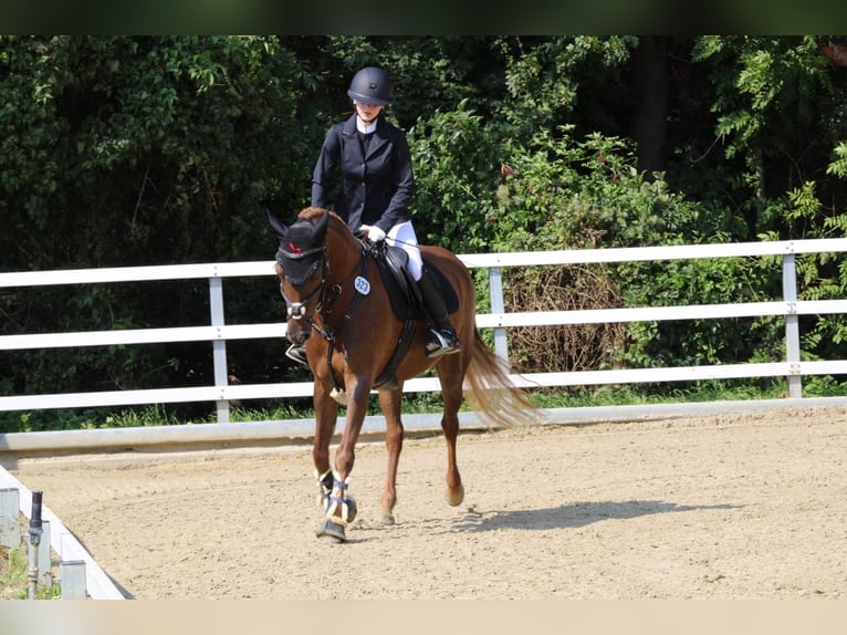 Andere Rassen Merrie 9 Jaar 155 cm Donkere-vos in Langenberg