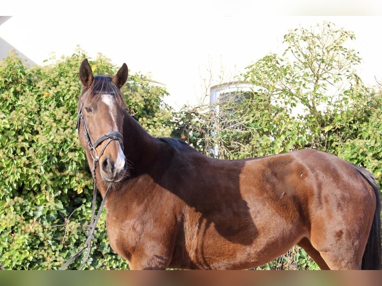 Andere Rassen Merrie 9 Jaar 157 cm Bruin in Sonnefeld