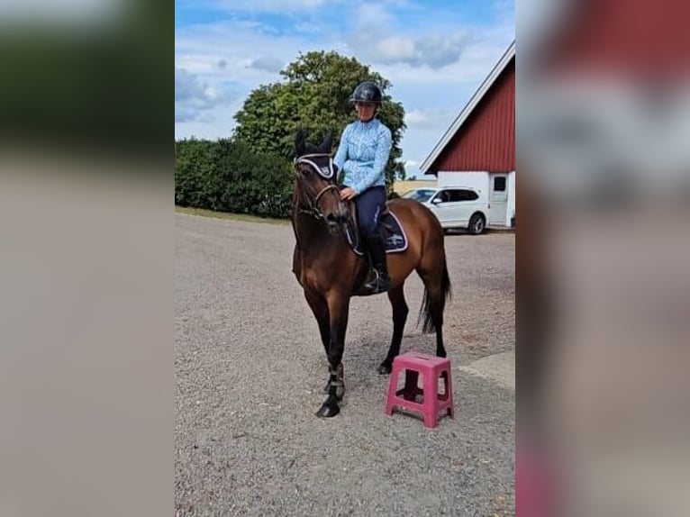 Andere Rassen Mix Merrie 9 Jaar 158 cm Bruin in Leipzig