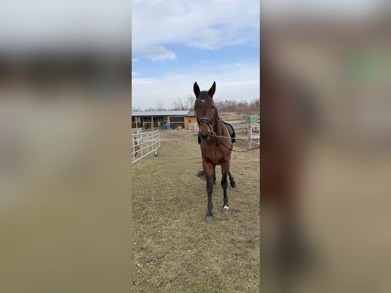 Andere Rassen Mix Merrie 9 Jaar 158 cm Bruin in Leipzig