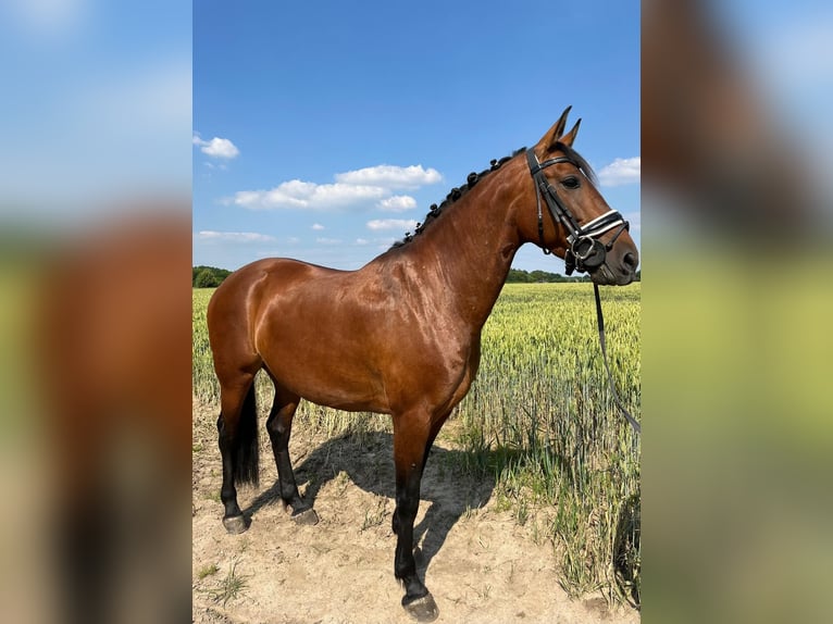 Andere Rassen Merrie 9 Jaar 160 cm Bruin in Korschenbroich