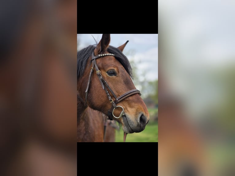 Andere Rassen Merrie 9 Jaar 161 cm Bruin in Fehrbellin Hakenberg