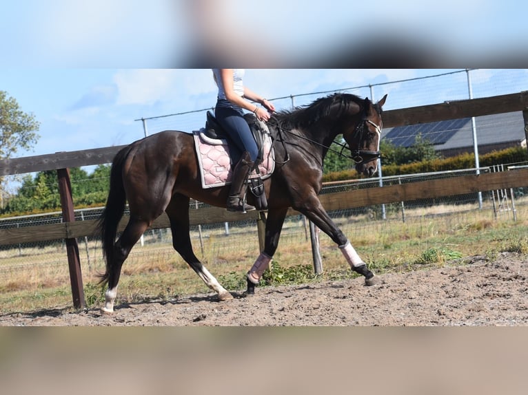 Andere Rassen Merrie 9 Jaar 162 cm Bruin in Achtmaal