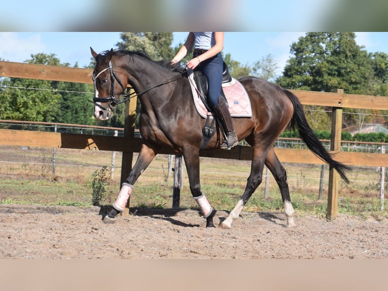 Andere Rassen Merrie 9 Jaar 162 cm Donkerbruin in Achtmaal