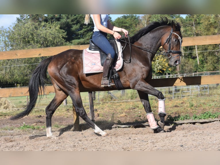Andere Rassen Merrie 9 Jaar 162 cm Donkerbruin in Achtmaal