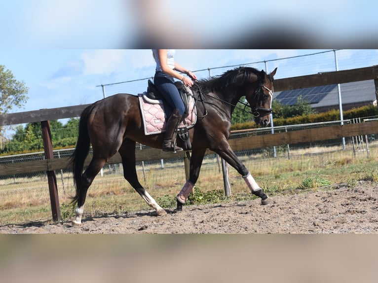 Andere Rassen Merrie 9 Jaar 162 cm Donkerbruin in Achtmaal