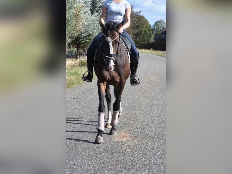 Andere Rassen Merrie 9 Jaar 162 cm Donkerbruin in Achtmaal