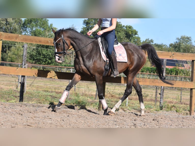 Andere Rassen Merrie 9 Jaar 162 cm Donkerbruin in Achtmaal
