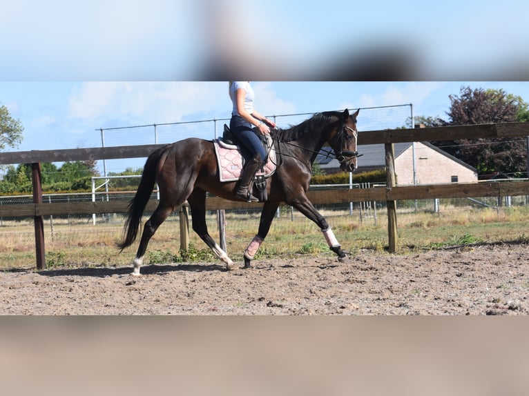 Andere Rassen Merrie 9 Jaar 162 cm Donkerbruin in Achtmaal