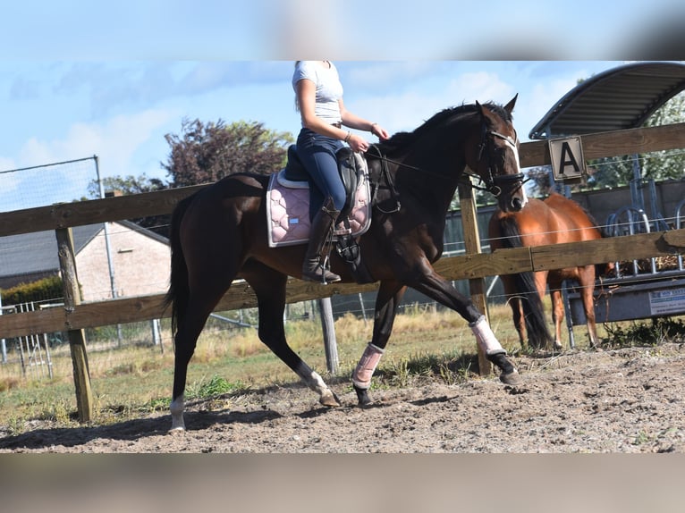 Andere Rassen Merrie 9 Jaar 162 cm Donkerbruin in Achtmaal